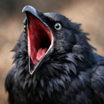 A bird screaming super loud