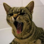 Angry cat