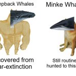 Persecution of the Masses | Humpback Whales; Minke Whales; Recovered from near-extinction; Still routinely hunted to this day. | image tagged in memes,buff doge vs cheems | made w/ Imgflip meme maker