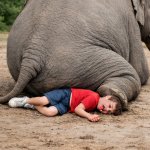 A kid being sat on by an elephant (the kid is doing the family g