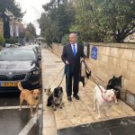 Israel dogs