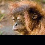 TrumpMonkey template