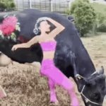 Will You Be My Valentine ? | image tagged in gifs,valentines day,painted,cow | made w/ Imgflip video-to-gif maker