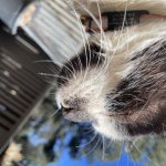 Robin cannot be baited