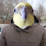 Cockatiel Bernie