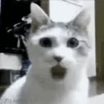 how mf that say every slur in the book when the teacher says damn once: | image tagged in gifs,cats | made w/ Imgflip video-to-gif maker