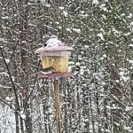 Bird Feeder