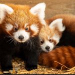 good feeling red panda