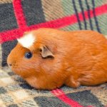 Guinea pig