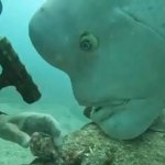 Hammerhead fish engineer