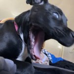 Screaming dog