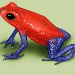 Poison Dart Frog