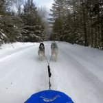 Sled dogs