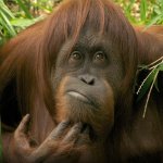 orang utan