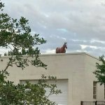 Horse on roof