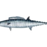 Trout Teeth Template meme