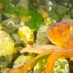 VC Octopus GIF Template