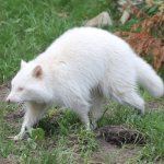 White trash panda privilege