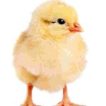 Kentucky Deep fried chicked