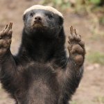Honey Badger Says Whoa