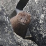 serious mink