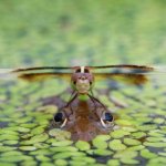 dragonfly on frog