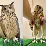 Owl legs