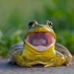 Yelling Frog