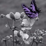 Purple  Butterfly