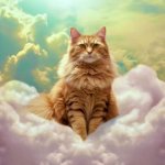Cat in Heaven