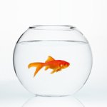 Fishbowl