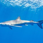 Blue shark