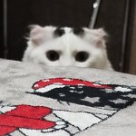 Peeking cat