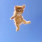 Yeet cat GIF Template