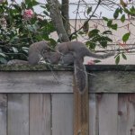 Squirrel threesome