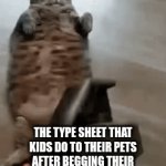 iwantacatiwantacatiwantacatiwantacat | THE TYPE SHEET THAT KIDS DO TO THEIR PETS AFTER BEGGING THEIR PARENTS TO GET ONE FOR YEARS | image tagged in gifs,fah,sotrue | made w/ Imgflip video-to-gif maker