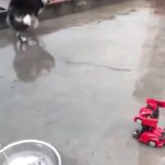 pejsek husky gif GIF Template