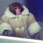 IKEA monkey