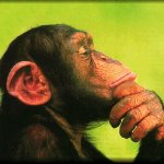 Chimp thinking
