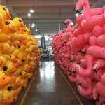rubber ducks vs. rubber flamingo