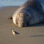 Sad Elephant Seal