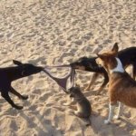 dog fighting a panty