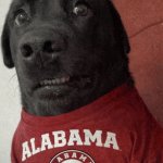 alabama dog crimson tide