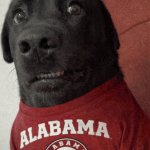 alabama crimson tide dog