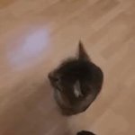 Cat Hradbut GIF Template