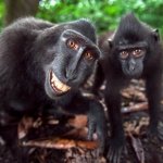 monkey selfie