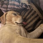 Dog Sleep Tongue