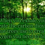 Everything Is Connected | When you exhale you create the carbon dioxide that trees use to create the oxygen you need to breathe; The circle of life | image tagged in grass and trees,memes,circle of life,trees,oxygen,carbon dioxide | made w/ Imgflip meme maker