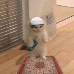 Muslim cat