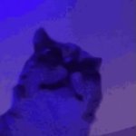 cat GIF Template